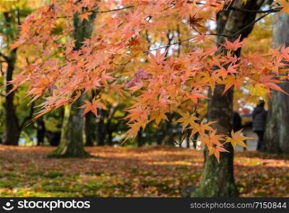 Maple autumn color leaves at Tofukuji temple in Kyoto, Japan