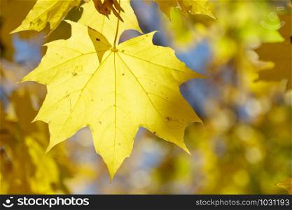 Maple autumn leaf on a sunny day