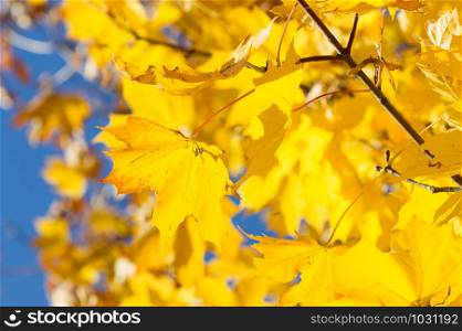 Maple autumn leaves on sky background