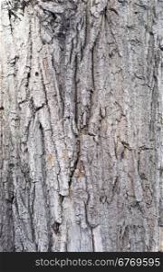 maple bark background