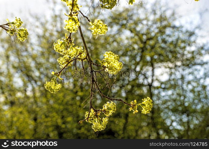 maple blossom in spring