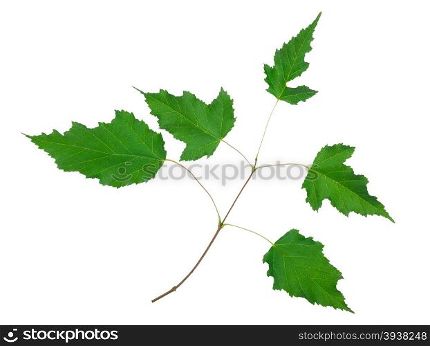 Maple branch