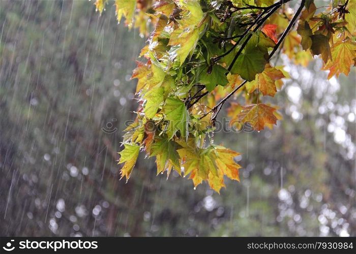 maple branch with background rainy