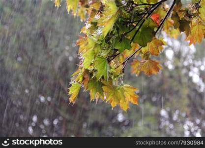maple branch with background rainy