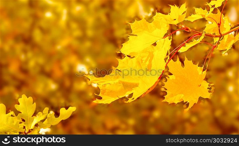 Maple branch with yellow leaves on fall background copy space. Fall leaves background.. Maple branch with yellow leaves on fall background copy space