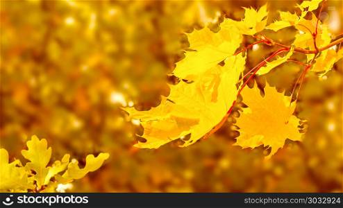 Maple branch with yellow leaves on fall background copy space. Fall leaves background.. Maple branch with yellow leaves on fall background copy space