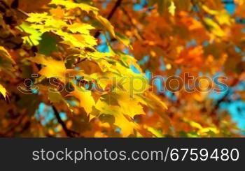 maple colorful leaves in autumn park
