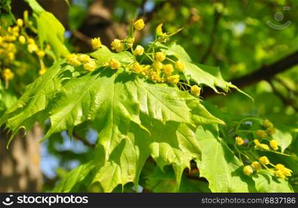 Maple flowers (Acer)