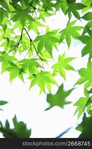 Maple green leaf