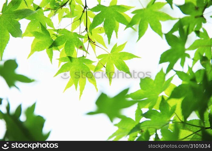 Maple green leaf