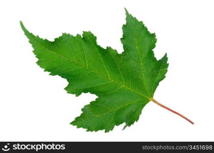 Maple green leaf