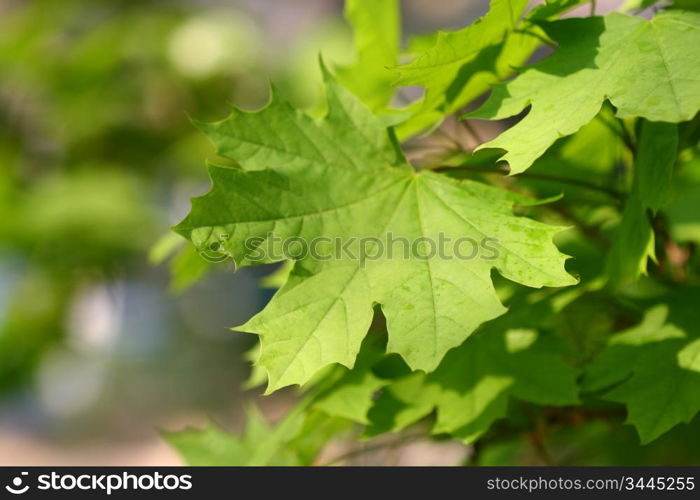 maple green leaves nature foliage background