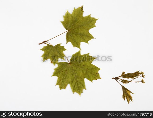 maple herbarium on white background.