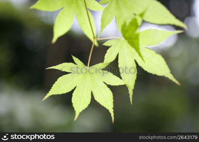 Maple leaf