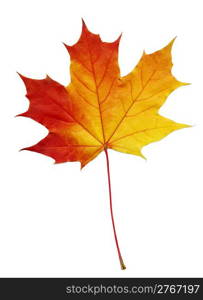 maple leaf