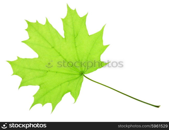 maple leaf