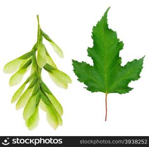 Maple leaf and seeds