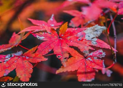 Maple Leaf Canopy of Reds and Yellows