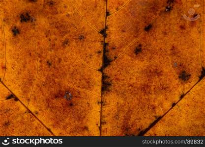 maple leaf close up texture - macro shot