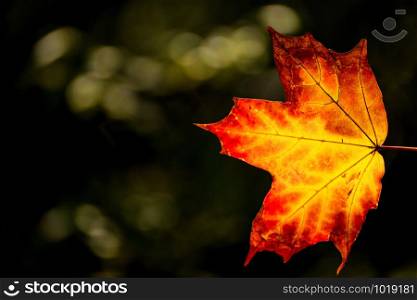 maple leaf in autumnal colors in back light