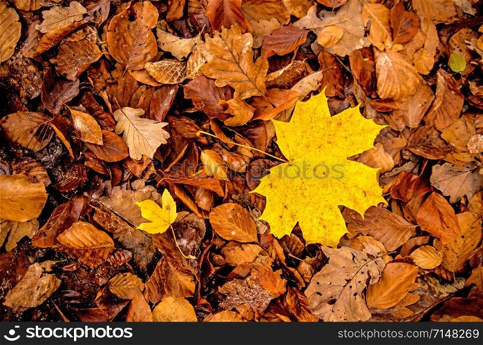 maple leaf in autumnal colors on a forest floor