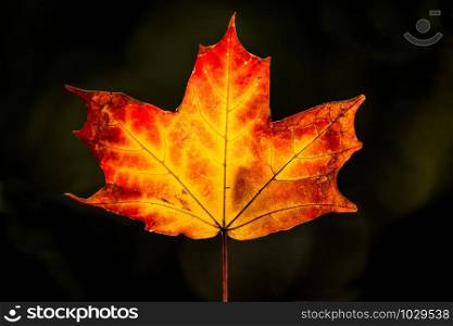 maple leaf in back light