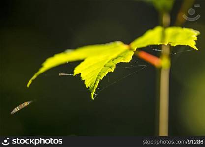 maple leaf in back-light with spider webs and reflexions