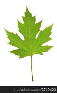 maple leaf isolated on white