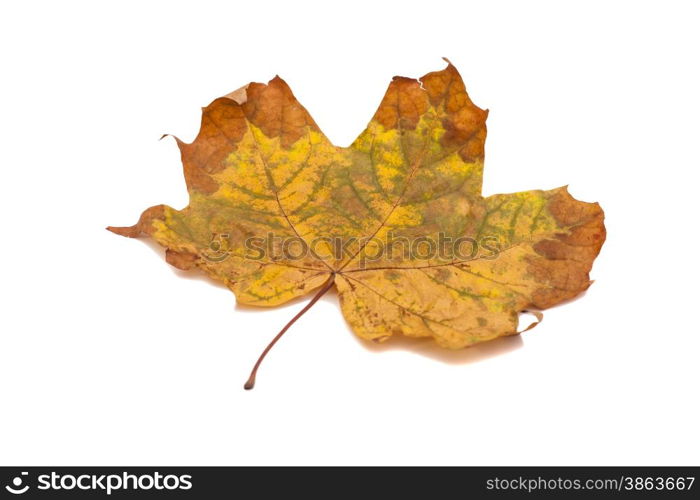 Maple leaf isolated on white