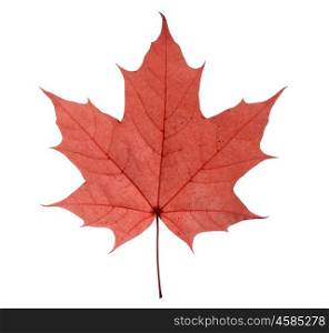 maple leaf isolated on white background. maple closeup leaf isolated on white background.