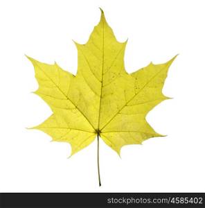 maple leaf isolated on white background. maple closeup leaf isolated on white background.