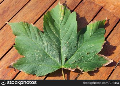 Maple leaf on a wooden table during autumn