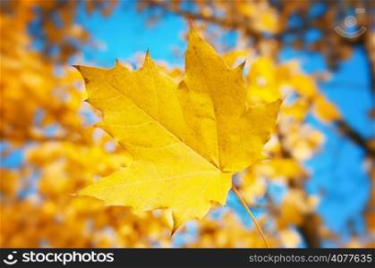 maple leaf on blue sky background