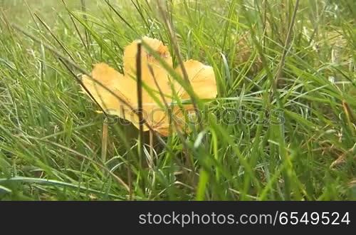 maple leaf on grass