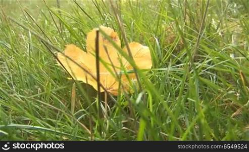 maple leaf on grass