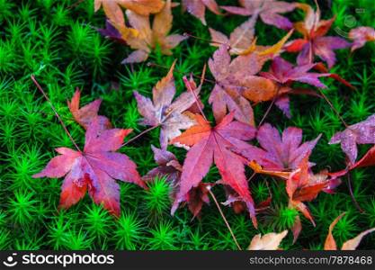 Maple leaf on moss
