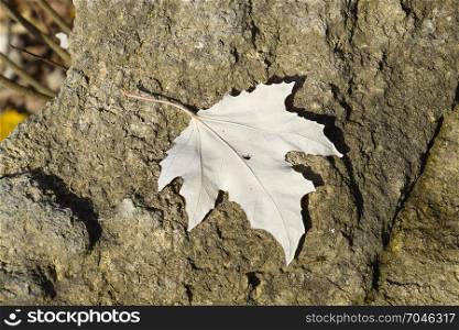 maple leaf on the stone. Spider near the leaf. Inverted maple leaf.. maple leaf on the stone. Spider near the leaf. Inverted maple le