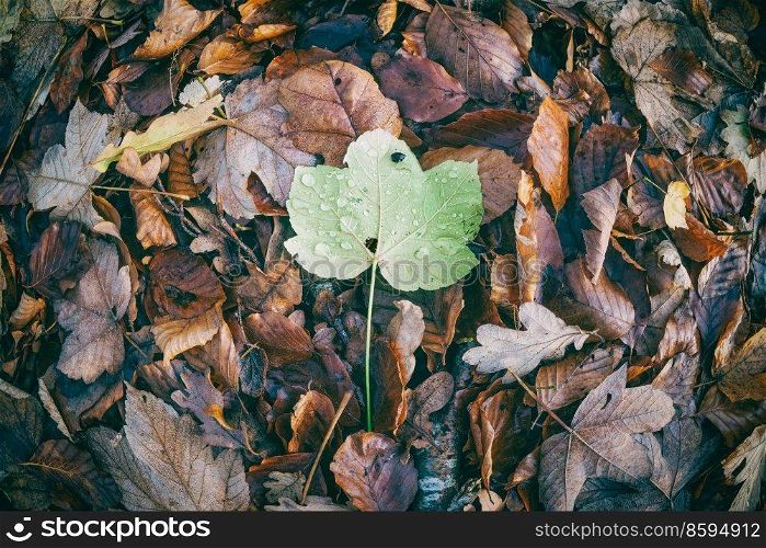 Maple leaf on top of a pile in the forest on a day in the fall