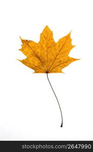 Maple leaf on white background