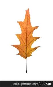 Maple leaf on white background