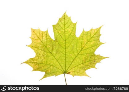 Maple leaf on white background