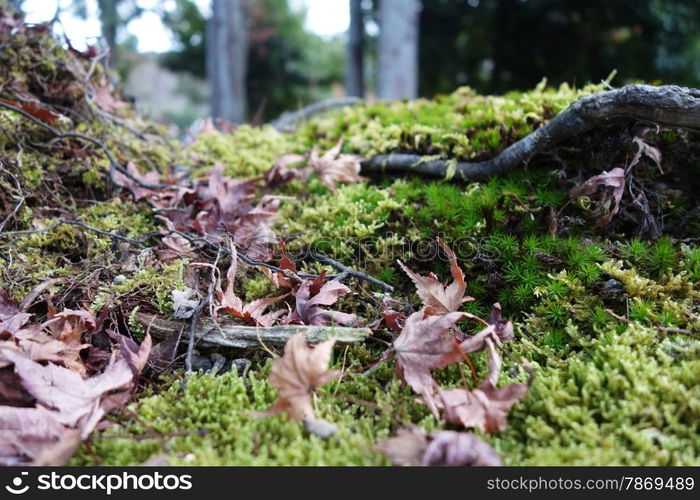 Maple leaf resting on a moss covered rock. Maple leaf resting on moss