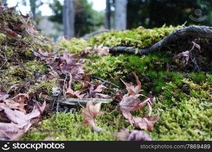 Maple leaf resting on a moss covered rock. Maple leaf resting on moss