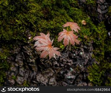 Maple leaf - spring. Close-up photo.