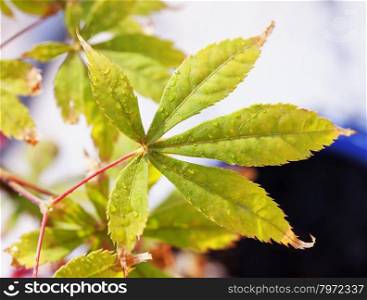 Maple leaf with water drops, horizontal image