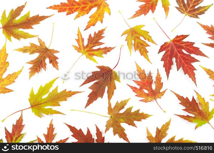maple leafs isolated on white