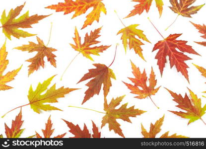 maple leafs isolated on white