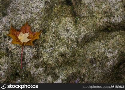 Maple leafs on a rock - background
