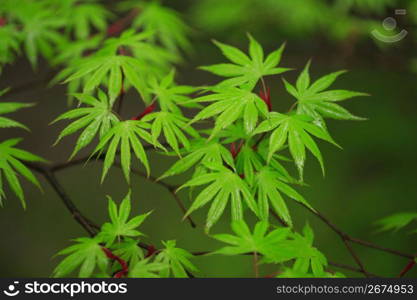 Maple leaves