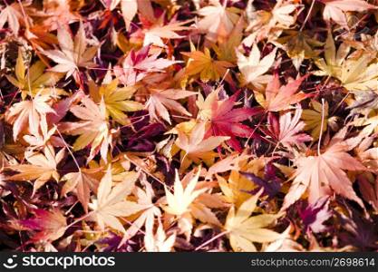 Maple leaves